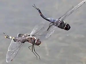 Black saddlebags pair hovering over oviposition site