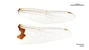 Photo of female wings