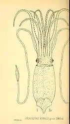 #55 (6/6/1880)An illustration of the Architeuthis verrilli holotype taken from Thomas William Kirk's formal description of the latter (Kirk, 1882:pl. 36 fig. 1)