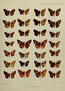 I. umbrosa, I.  binotata , I.bipunctata, I. guttulifera and I. feralia in Elwes & Edwards, 1897