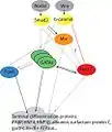 Signaling pathway to inducing endoderm