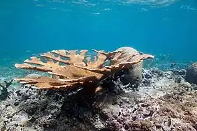 Elkhorn coral near the coast of Vega Baja.