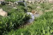 Using treated wastewater for agriculture in Jordan - part of ICBA’s regional program.