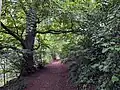 Walking along a tree-covered path in Hubbards Hills.