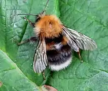 Bombus hypnorum