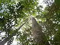 The high tree canopy in the reserve