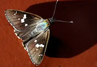 Dorsal view