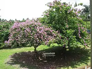 Trees at Veredas Complejo