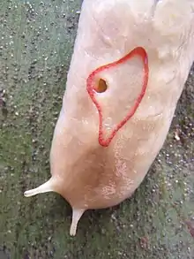 Close-up of a pale pink individual with the pneumostome open and a narrow body, tentacles fully extended