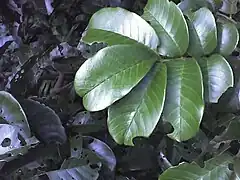 Leaves