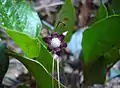 With flower, Nilagala, Sri Lanka