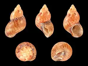 Tricolia pullus canarica