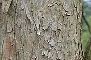 Bark