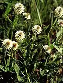 Trifolium montanum