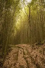 A trail at the Serra dos Órgãos National Park