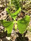 Nodding trillium with flower bud, photographed in Vermont on 14 May