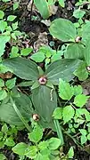 Trillium sessile plants with fruit on June 19 in Franklin County, Ohio USA