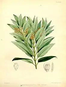 "botanical illustration"