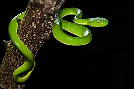 A juvenile T. vogeli in Khao Yai National Park, Thailand