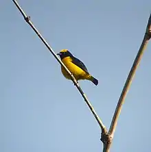 Small bird with a bright yellow belly and crown and dark blue-black back and throat perched on a diagonal dead stick