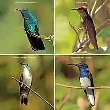 Image 14Hummingbirds of Trinidad and Tobago (from Biota of Trinidad and Tobago)