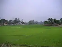 Green paddy field with a few huts at a distance