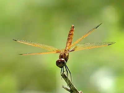 Trithemis aurora juvenile male