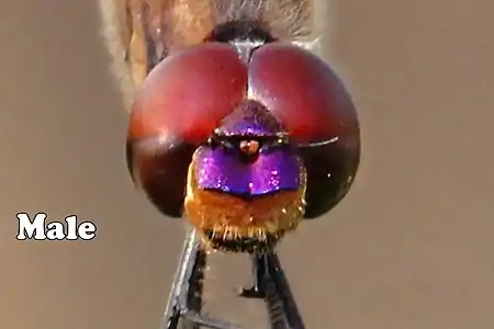 face (male)