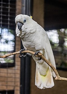 Triton cockatoo