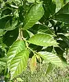 Foliage in midsummer