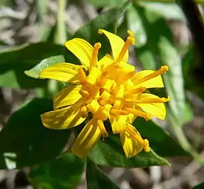 Trixis californica(Nassauvieae)