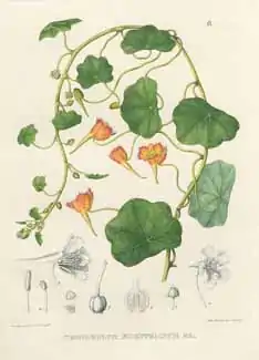 Nasturtium