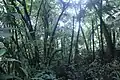 A view of the tropical rain forest on the mountain