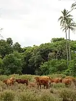 Livestock in Koumac