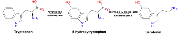 Metabolic pathway from tryptophan to serotonin