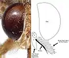 A photograph and diagram of the head of a tsetse illustrating the branched hairs of the antenna's arista