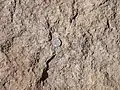 Close up of "E" bed of the Tsherige Member. U.S. quarter dollar (2.4 cm) for scale.