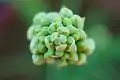 Top view of buds before blooming