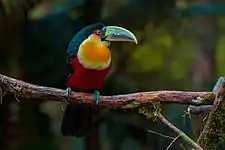 Red-breasted toucan