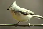 A small gray-and-white bird with a crest strikes an active pose.