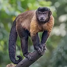 Tufted capuchin monkey display human-like behavioral biases, including loss aversion.