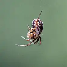 Tuftlegged Orbweaver (Mangora placida) lateral view