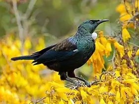 Tūī on kōwhai