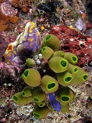 Several species of tunicates in Komodo National Park. Atriolum robustum (green) with Polycarpa aurata (purple and yellow), and Rhopalaea spp. (blue)