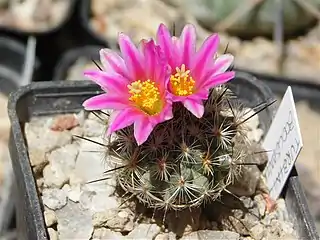 Rapicactus subterraneus subsp. booleanus