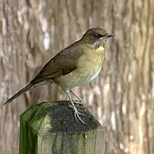 Creamy-bellied thrush