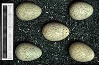 Eggs, Collection Museum Wiesbaden