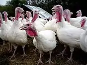 Turkeys at Polyface Farm