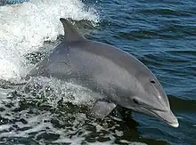 A dolphin jumping out of the water