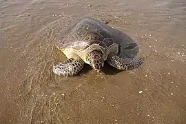 Hawksbill sea turtle